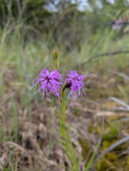 Liatris cylindracea, photograph (c) Brad McLeod, some rights reserved (CC BY)