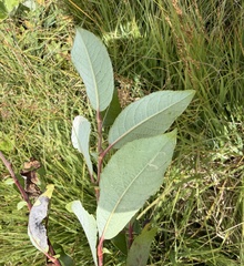 Salix myrsinifolia, photograph (c) Katrin Simon, some rights reserved (CC BY)