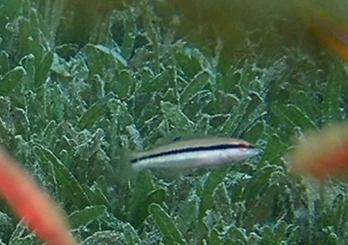 Slippery Dick