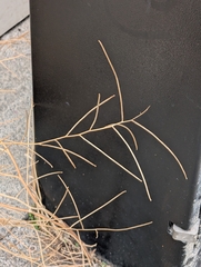 Sisymbrium orientale