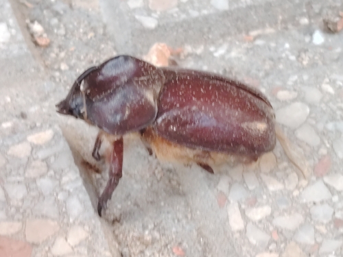 Phyllognathus excavatus