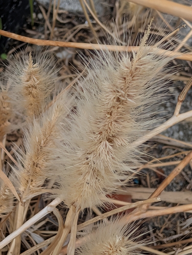 Polypogon monspeliensis, photograph 6