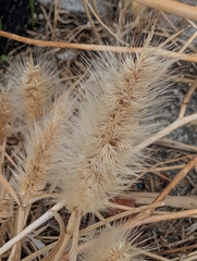 Polypogon monspeliensis, photograph author not stated, no rights reserved