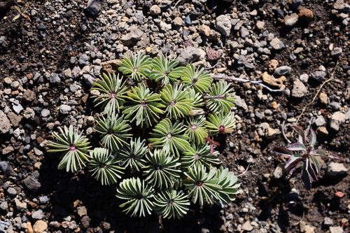 Oxalis adenophylla, photograph 1