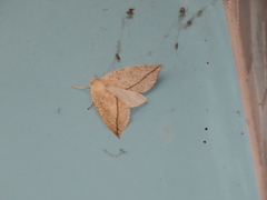 Descoreba simplex
