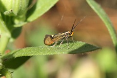 Esperia sulphurella