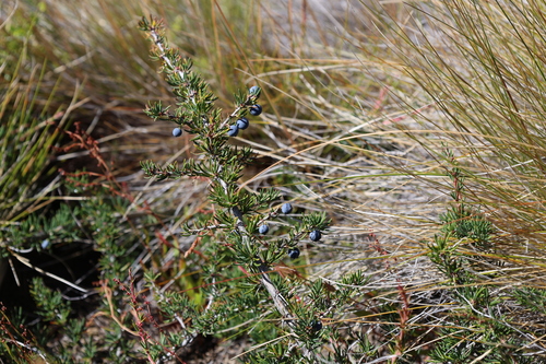 Berberis empetrifolia, photograph 6