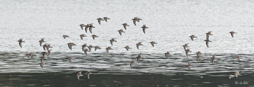 Dunlin