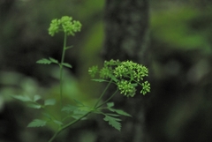 Thaspium chapmanii