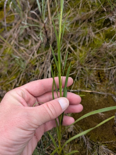 Liatris cylindracea, photograph 3