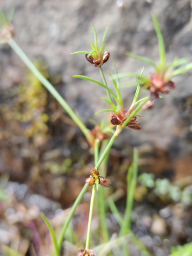 Juncus bulbosus, photograph 2