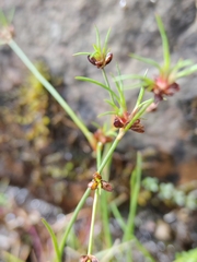 Juncus bulbosus, photograph (c) James Cunningham, some rights reserved (CC BY)