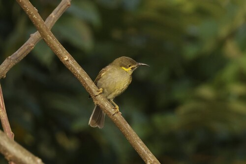 Foulehaio carunculatus observed 2026-08-26