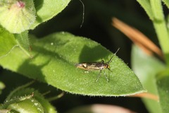 Esperia sulphurella