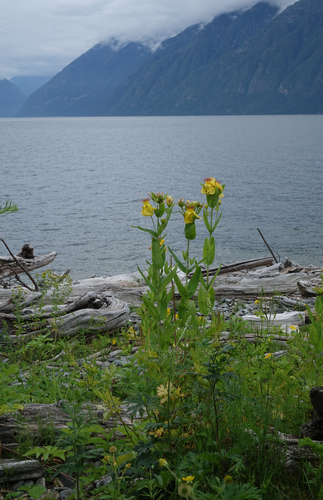 Hypericum ascyron, photograph 5