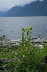 Hypericum ascyron, photograph (c) Oleg Kosterin, some rights reserved (CC BY)