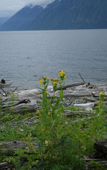 Hypericum ascyron, photograph (c) Oleg Kosterin, some rights reserved (CC BY)