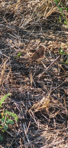 Meadow Brown
