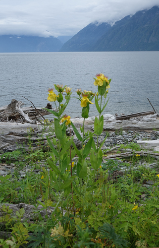 Hypericum ascyron, photograph 4