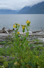 Hypericum ascyron, photograph (c) Oleg Kosterin, some rights reserved (CC BY)