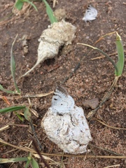 Lomographa semiclarata