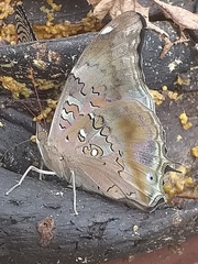 Historis acheronta