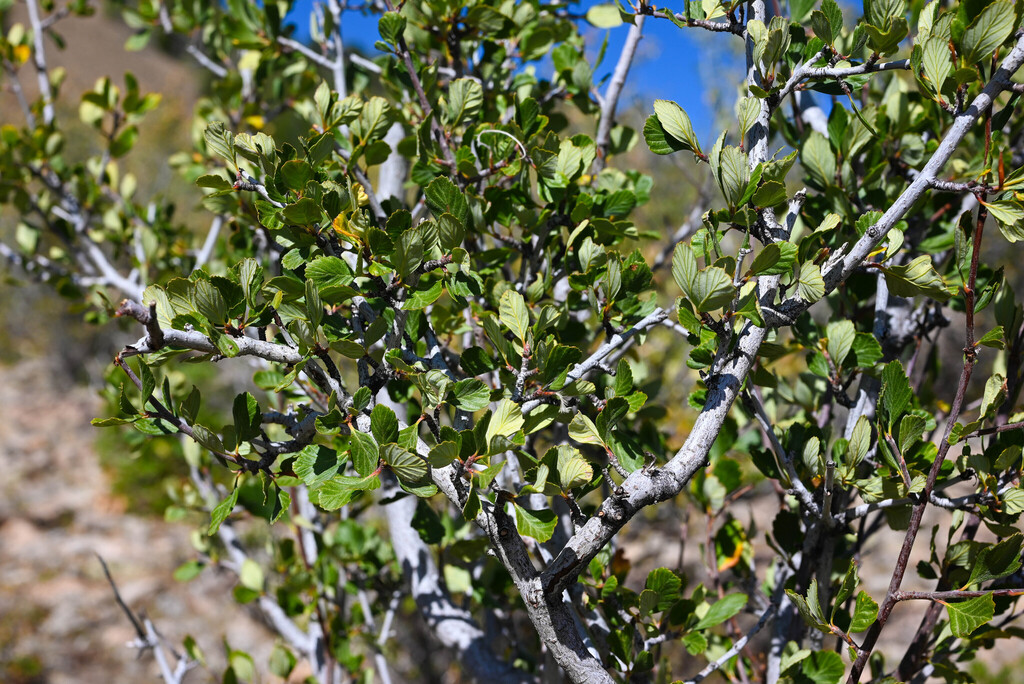Cercocarpus montanus; photograph (c) Anders Hastings, some rights reserved (CC BY)