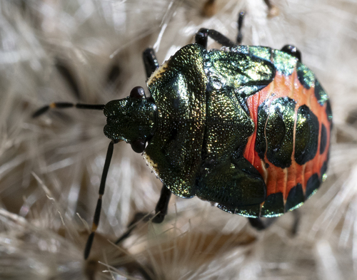 Bronze Shield Bug
