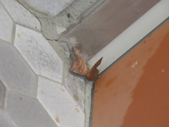 Goniocraspidum pryeri