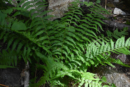 male fern