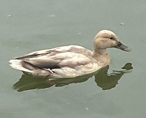 Mallard