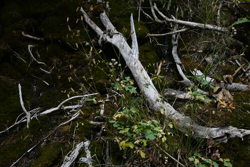 Aquilegia barnebyi, photograph 3