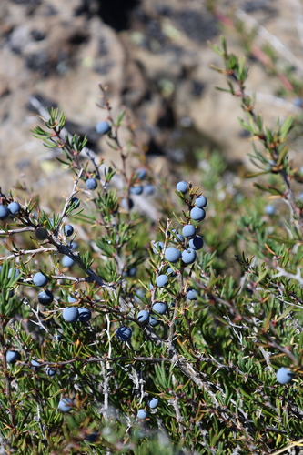 Berberis empetrifolia, photograph 2