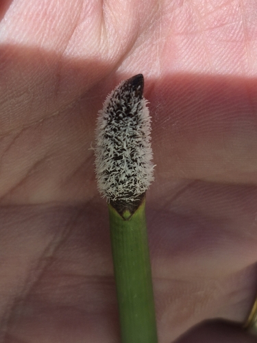Eleocharis elegans, 2026-09-04