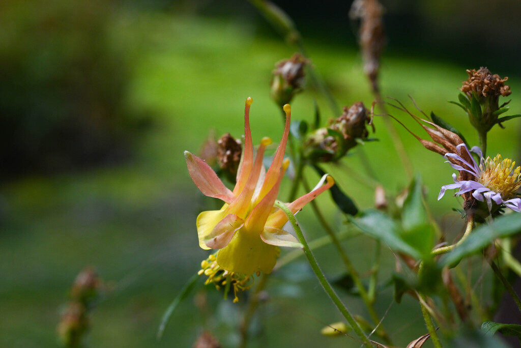 Aquilegia barnebyi; photograph (c) Anders Hastings, some rights reserved (CC BY)