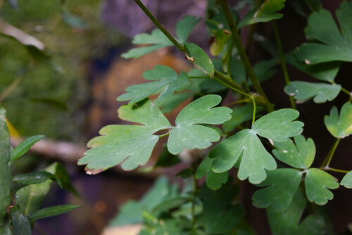Aquilegia barnebyi, photograph 1