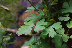 (c) Anders Hastings, some rights reserved (CC BY) Aquilegia barnebyi, photograph (c) Anders Hastings, some rights reserved (CC BY)