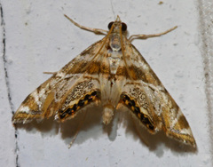 Petrophila heppneri