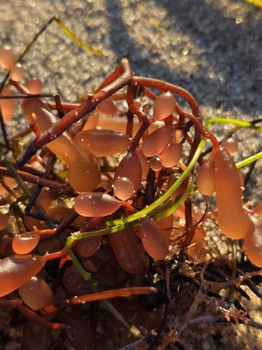 Botryocladia pseudodichotoma observed 2026-09-03