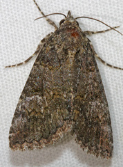 Phosphila miselioides