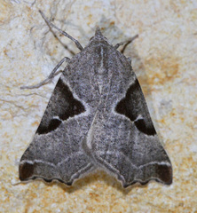 Plataea blanchardaria