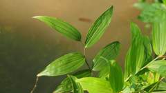 Disporum kawakamii