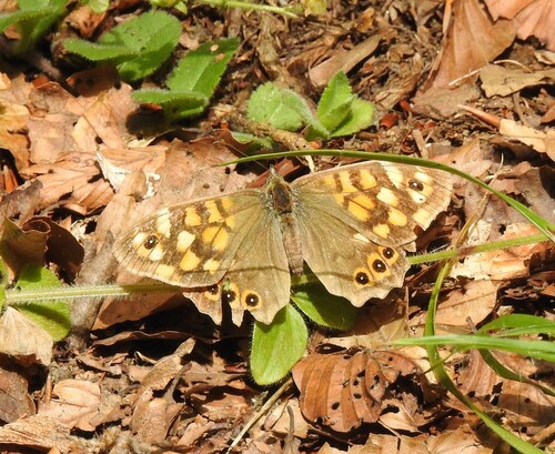 Speckled Wood