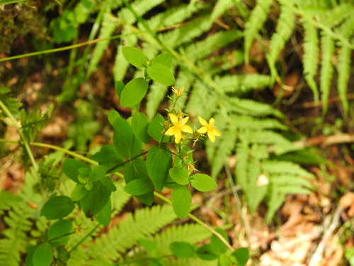 Square Stemmed Saint John's Wort