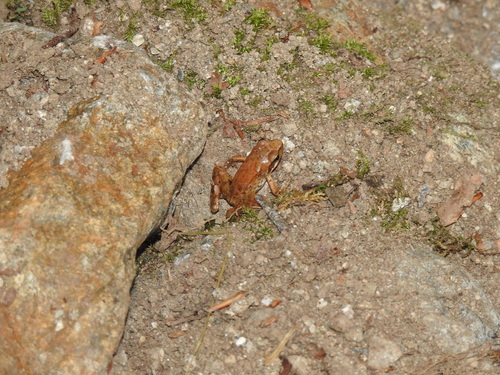Italian Stream Frog