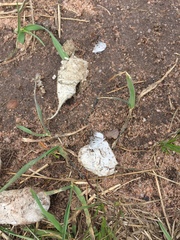 Lomographa semiclarata