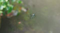 Leucauge celebesiana