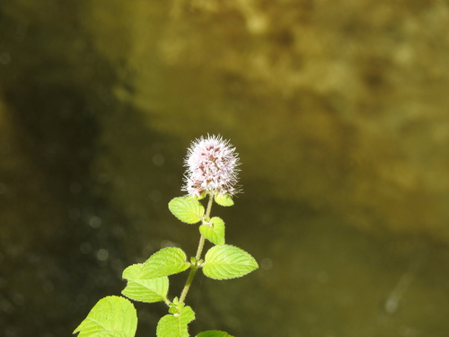 watermint