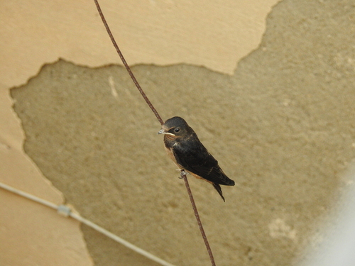 Barn Swallow