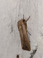 Goniocraspidum pryeri